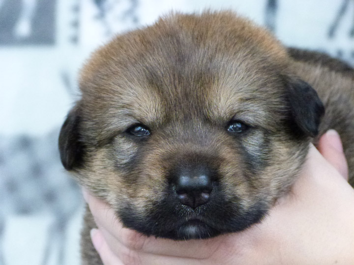 chinook puppy